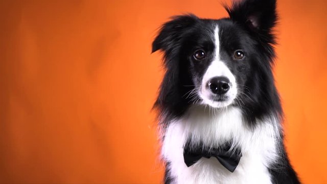 Gorgeous border collie dog with a bow tie is looking at the camera, close up