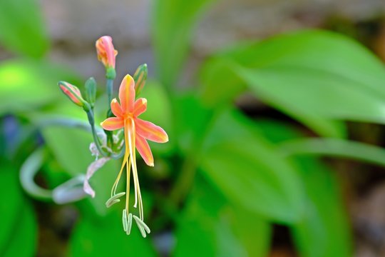 Beautiful Queen Lily (Phaedranassa, Amaryllidaceae, Eucrosis Spp.) blooming with blur green leaves background.