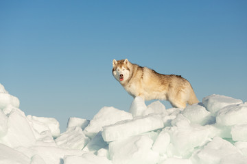 Adorable Siberian husky dog standing on ice floe and snow on the frozen sea background.