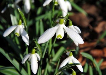 Snowdrops (Galanthus nivalis) 