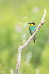 Bienenfresser mit Libelle