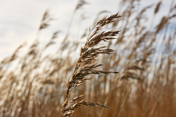 Fototapeta premium Close-up of waving brown reed at sunset in winter