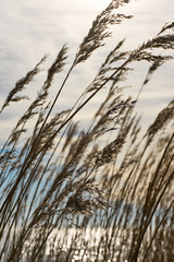 Fototapeta premium Waving brown reed at sunset in front of a lake and a cloudy sky in winter 