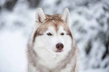 Beautiful, prideful and free Siberian Husky dog sitting on the snow in front of fir-tree in the winter forest