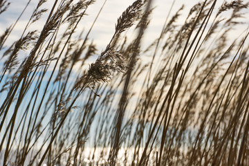 Fototapeta premium Waving brown reed at sunset in front of a lake and a cloudy sky in winter 