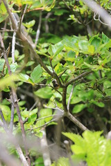 横根高原の遊歩道（エゾハルゼミ）