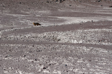 Region Altiplano w  Boliwii, Ameryka Południowa