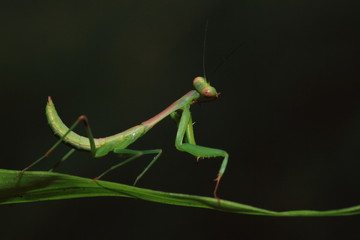 Mantis on black background