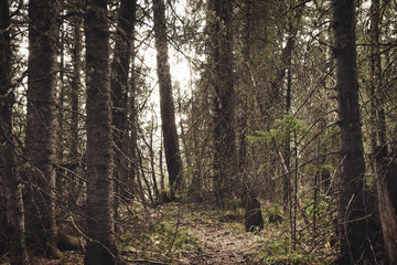 Sepia-toned dense forest in the Rocky Mountains