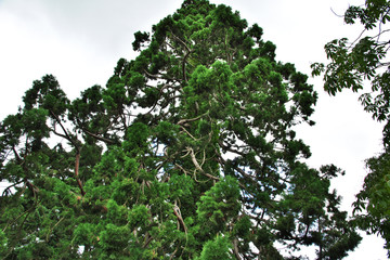 Christchurch garden, New Zealand