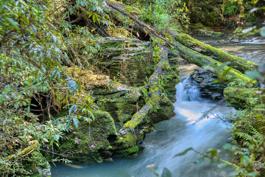 River Through A Forest In The Waitomo District, New Zealand