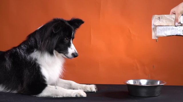 The owner is pouring the food for a dog in the bowl, beautiful border collie, slow motion