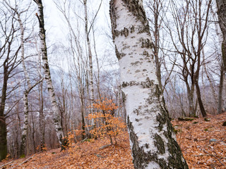 Birch forest in winter