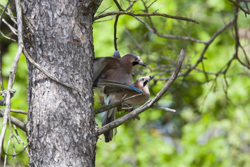 geai des chenes accouplement