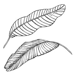 Tropical leaves illustrations. Palm leaves. Graphic illustration.