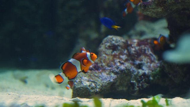Pacific Blue Tang Fish (Dory) Swimming with Clown Fish (Nemo) at the Vancouver Aquarium