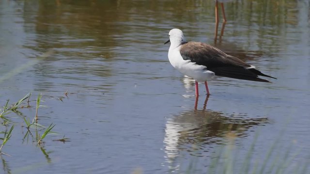 180p slow motion shot of a black winged stilt  rubbing its head at serengeti national park in tanzania