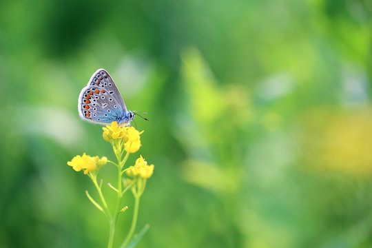 A beautiful butterfly is looking for nectar in flowers