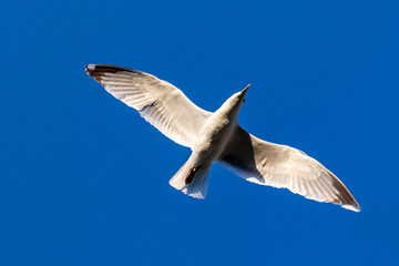 Obraz premium Ring-billed Gull Larus delawarensis flying wings spread on blue sky background from behind