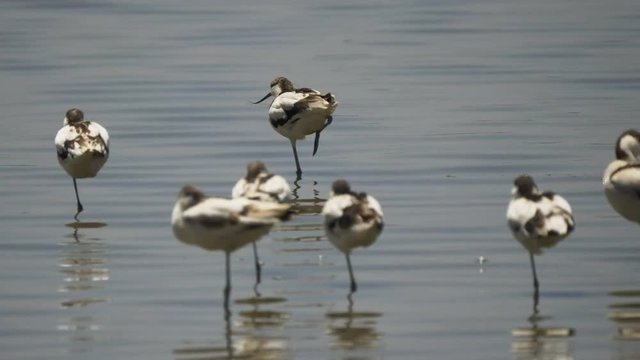 4K 60p clip of an avocet shaking its leg at a lake in serengeti national park, tanzania