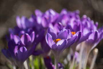 Blühnede violette Krokusse