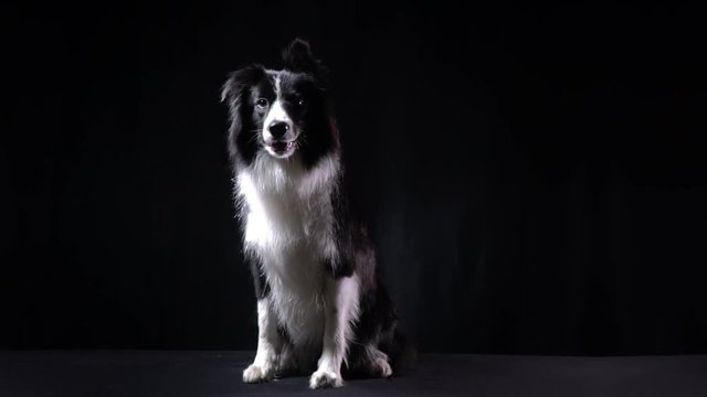Adorable dog is sitting and panting on the black background