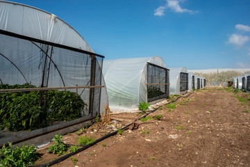 Tunnel pepper cultivation greenhouse