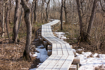 ウトナイ湖、木道
