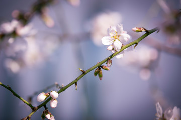 blossom almond flower branch on natural blue background
