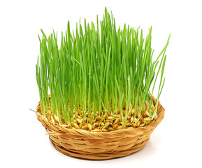 Green grass with dew drops sprouted from the wheat grains with roots on a white background