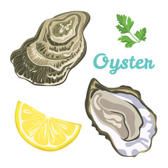 Oyster isolated on white background. Vector illustration of raw clam in shell in simple flat style. Seafood menu.
