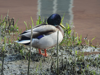 Anatra di Germano Reale che riposa in riva al lago