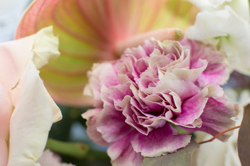 Macro delicate fresh pink rose  flower. Wedding fresh flowers decoration