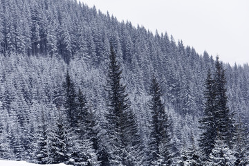 Coniferous fir trees in the snow on the mountainside in the snowfall. Winter mountain landscape.