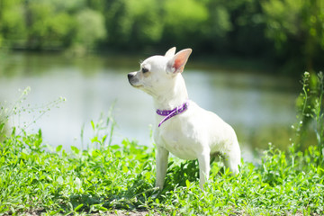 white chihuahua on the background of green grass in the spring park