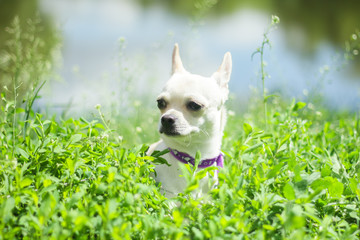 white chihuahua on the background of green grass in the spring park