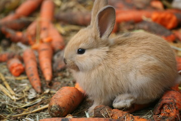 Rabbit in Felsolajos Zoo