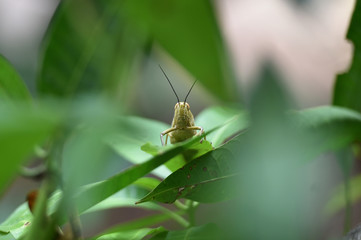 brown wooded grasshopper