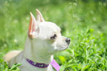 white chihuahua on the background of green grass in the spring park