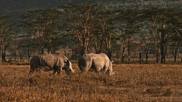 Rhinos in Masai Mara park, Kenya