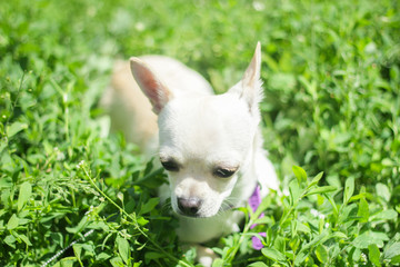 white chihuahua on the background of green grass in the spring park