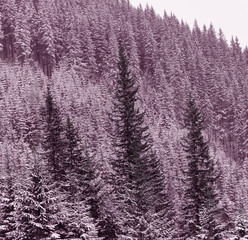 Coniferous fir trees in the snow on the mountainside in the snowfall. Winter mountain landscape.