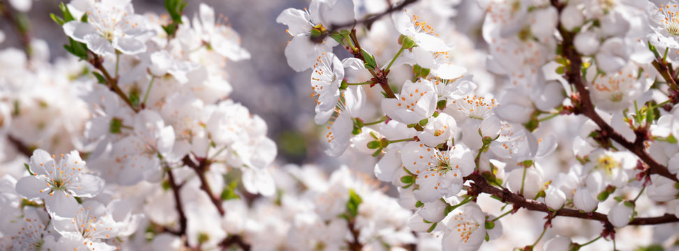 Banner spring flowers of plum tree on the branches.