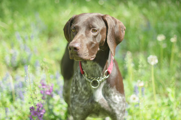 German Shorthaired Pointer with panting tongue .kurzhaar.