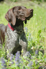 German Shorthaired Pointer with panting tongue .kurzhaar.