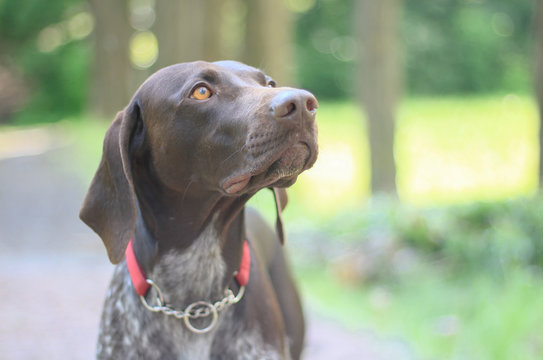 German Shorthaired Pointer with panting tongue .kurzhaar.