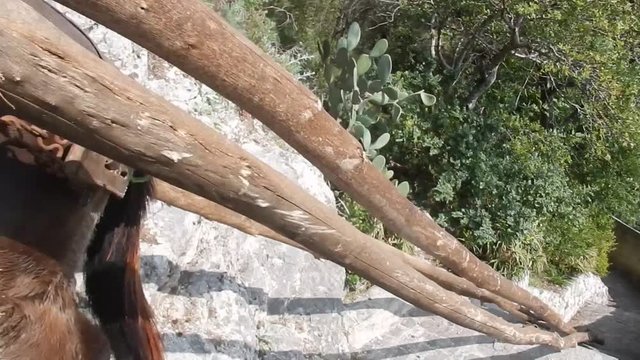 Asino sulle scale del Sentiero dei Limoni