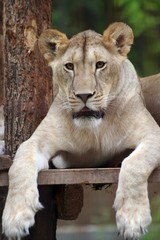 Opposite a lion in Felsolajos Zoo