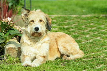 Fototapeta premium Hundeportrait