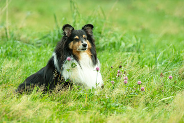 Hundeportrait
